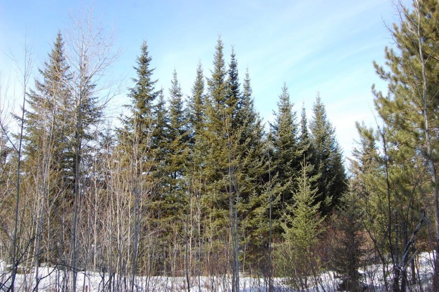 CLIMATE CRISIS. Deciduous trees encroach into a balsam fir forest in Cloquet, Minnesota while other tree species fail to regenerate. The changing landscape and potential loss of Minnesotas greenery greatly concerns students. 
“It’s really disappointing, and I want to think about what I can do more to make sure that doesn’t happen,” junior Anisa Deo said.