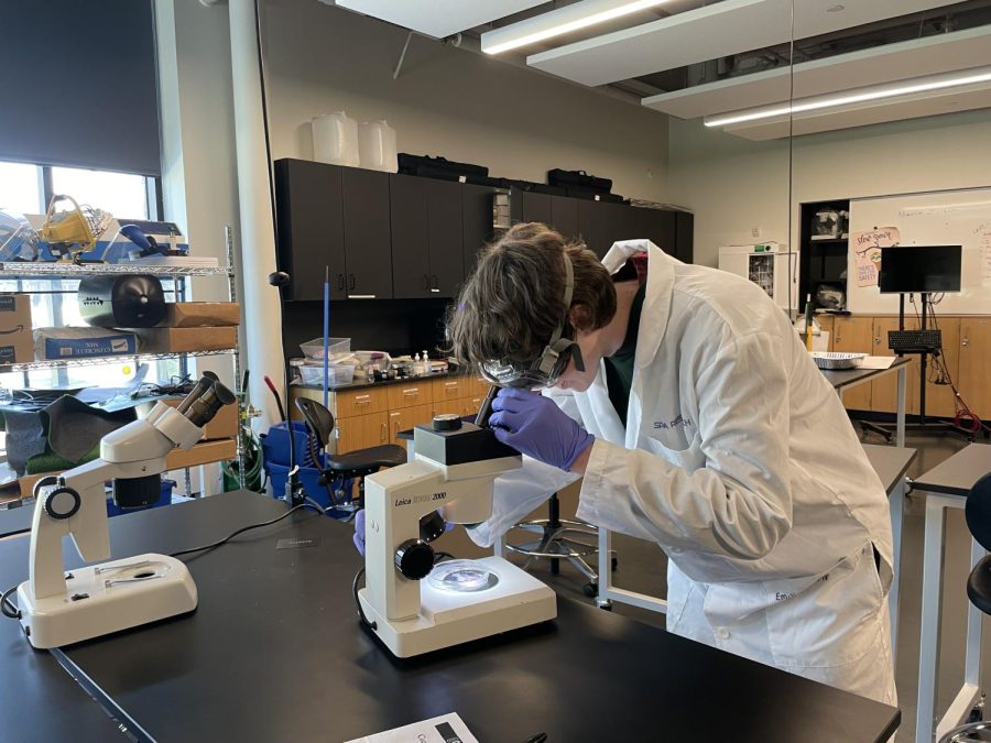 LAB RAT. Junior McKinley Garner examines a fungus. Garner has worked with Baker through the Advanced Science Reseach class. “When I first discovered that my fungus was pathogenic, I was mildly concerned,” he said. “Ms. Baker gave me the resources required to protect myself from infection in the lab.”