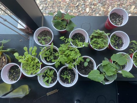 GETTING SOME SUN. Plants soak in natural light from outdoors, where they will eventually be transplanted. 