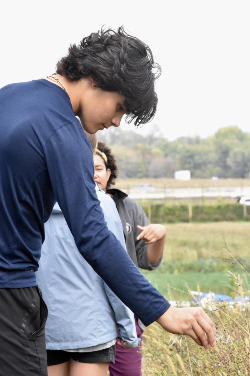 WILD LIFE. Senior Griffin Schwab-Mahoney saw species of setaria viridis along the tracks of the farm.