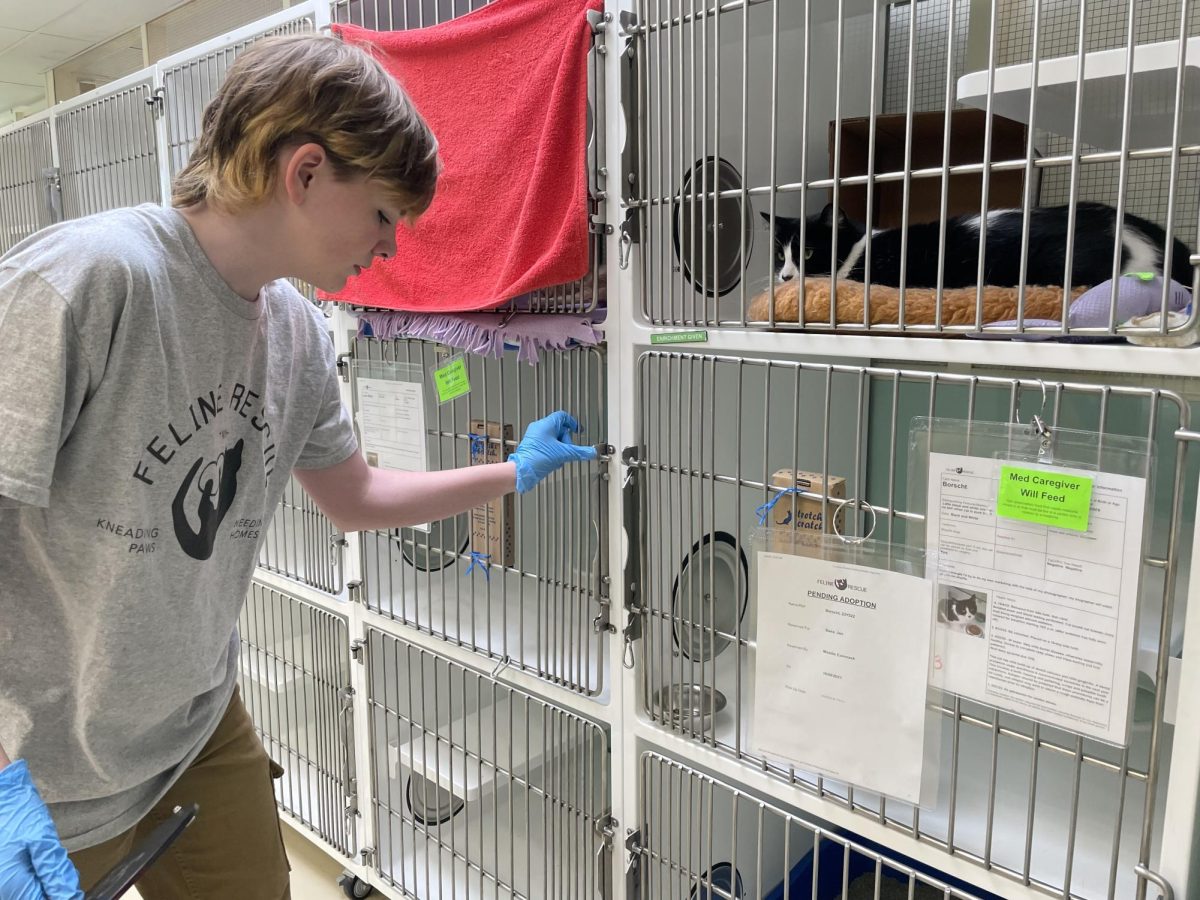 CAT CAREGIVER. Sophomore Rowan Moore spends his free time volunteering at the Feline Rescue cat shelter. Moore helps play with the cats and clean up after them, which is both rewarding and comforting work.