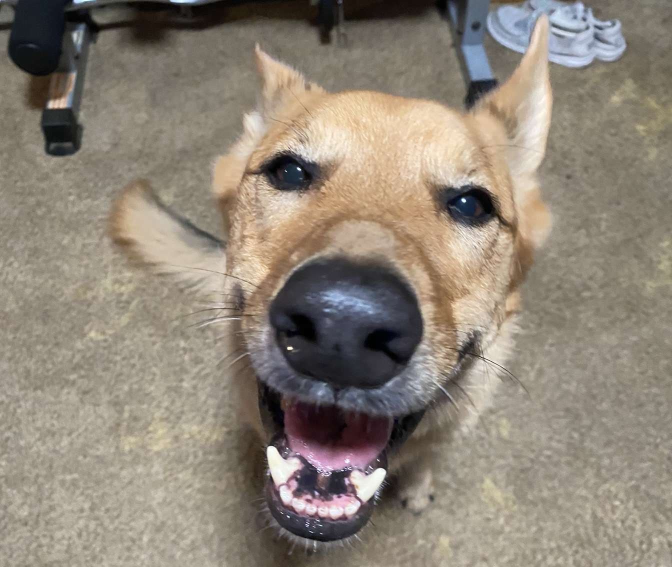 ROSCOE. James Englands German Shepherd smiles for the camera. Roscoe was named after the childhood dog of Englands mother. [His name] makes Roscoe seem more like his own individual and not just like everybody else,” England said. (Submitted Photo: James England)
