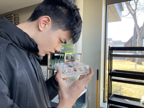 OBSERVATION. Sophomore Lam Le observes his ants in their test tubes, checking to see how their condition is while in hibernation.