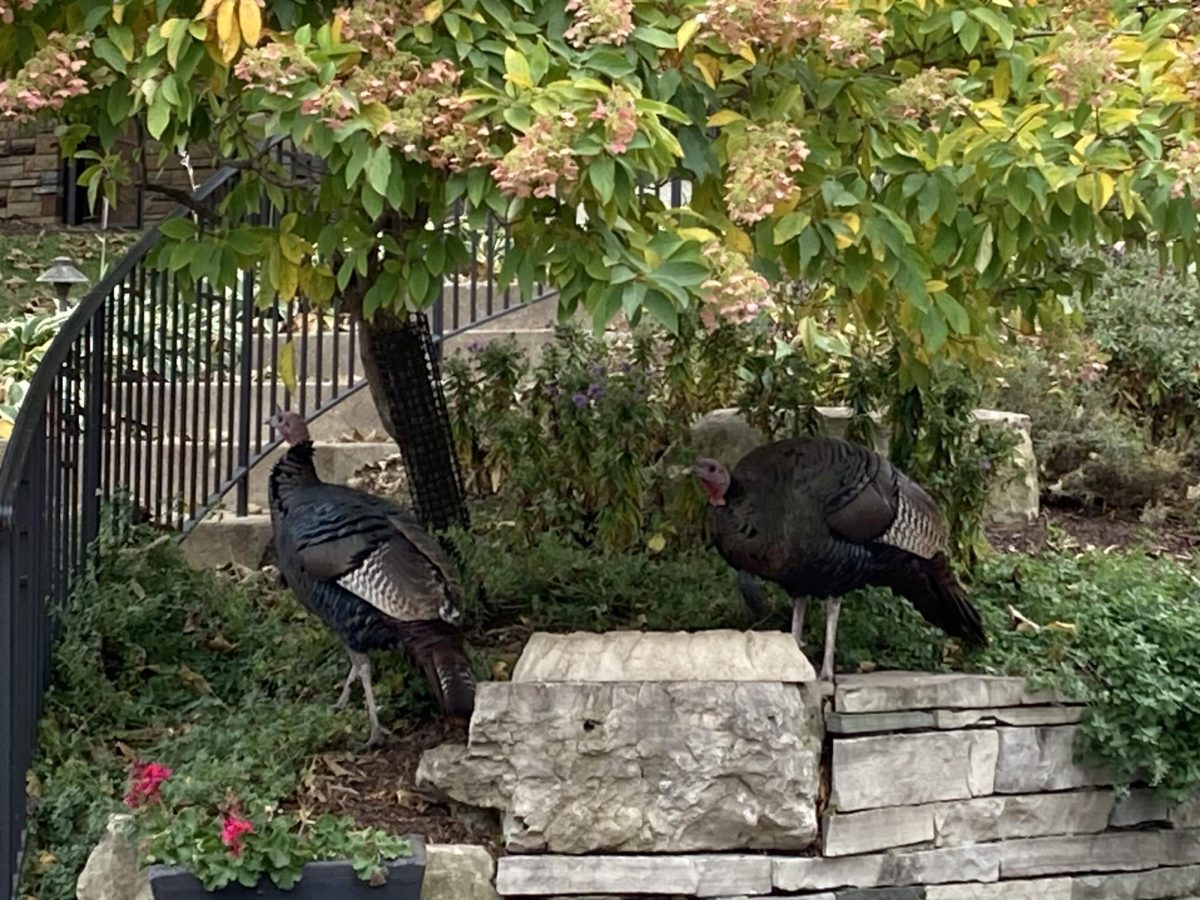 SEARCHING FOR SEEDS. Wild turkeys are active during the day but will roost in trees overnight. They wander in the daytime foraging for insects, grubs, and seeds. 
Submitted by: Almut Engelhardt