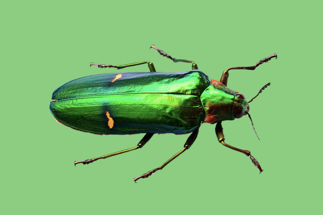 BUG APPRECIATION LaTarte reflects that her experience with the critters has evolved but followed her in her life and art. Beetle flickr Creative Commons: GREGORIUZ 