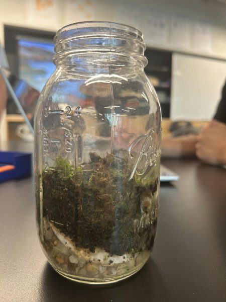MINI WORLD. Ethan He and Lam Le started a terrarium jar with small rocks, soil, moss and arthropods weeks ago. The two opened up the jar to check on the plants and insects.