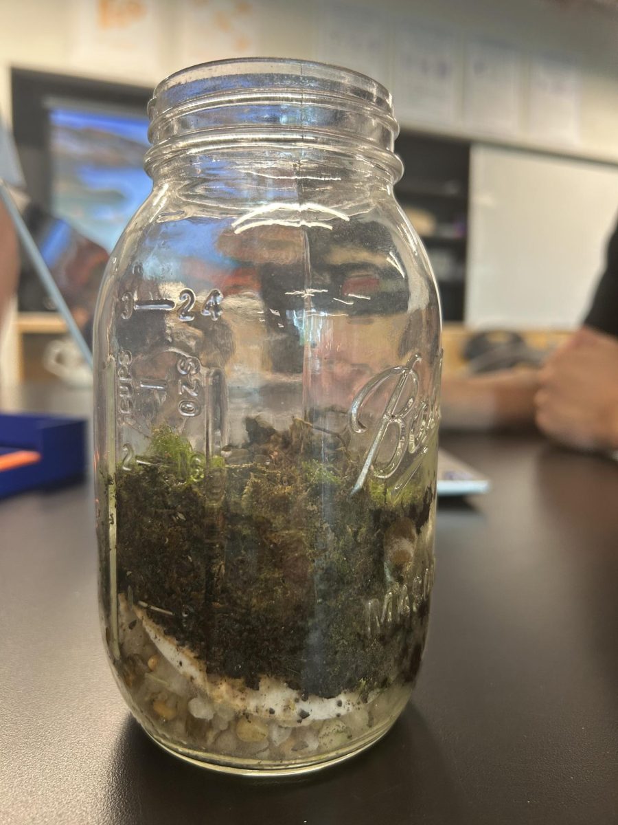 MINI WORLD. Ethan He and Lam Le started a terrarium jar with small rocks, soil, moss and arthropods weeks ago. The two opened up the jar to check on the plants and insects.
