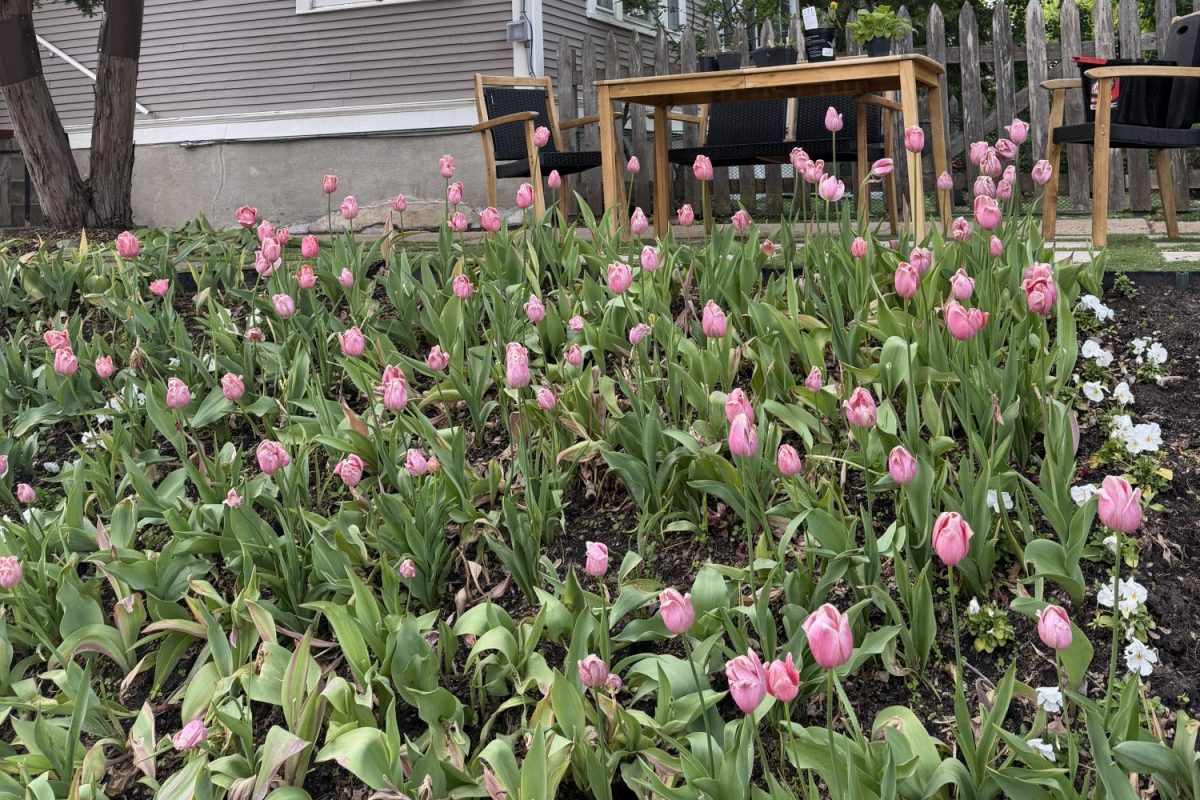 AFTER BLOOM. The Tulip House's flowers are beginning to die, signifying the end of the spring tulip season.